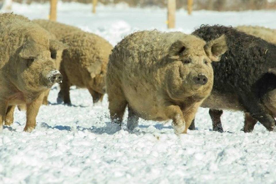 Порода свиней венгерская мангалица: особенности разведения и выращивания