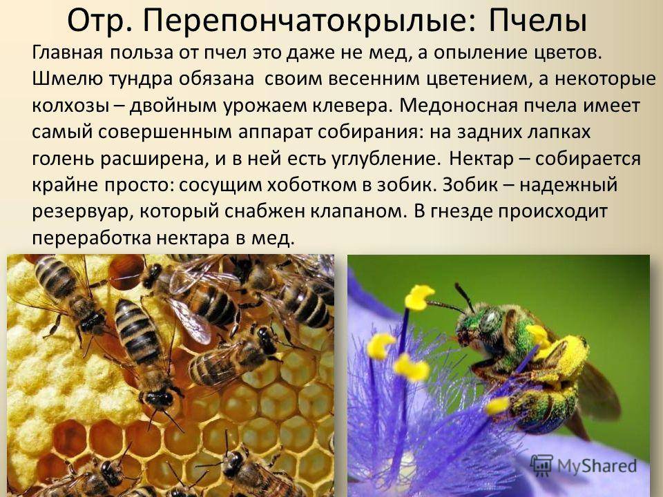 Анатомия пчелы: описание, характеристика и особенности строения органов, фото