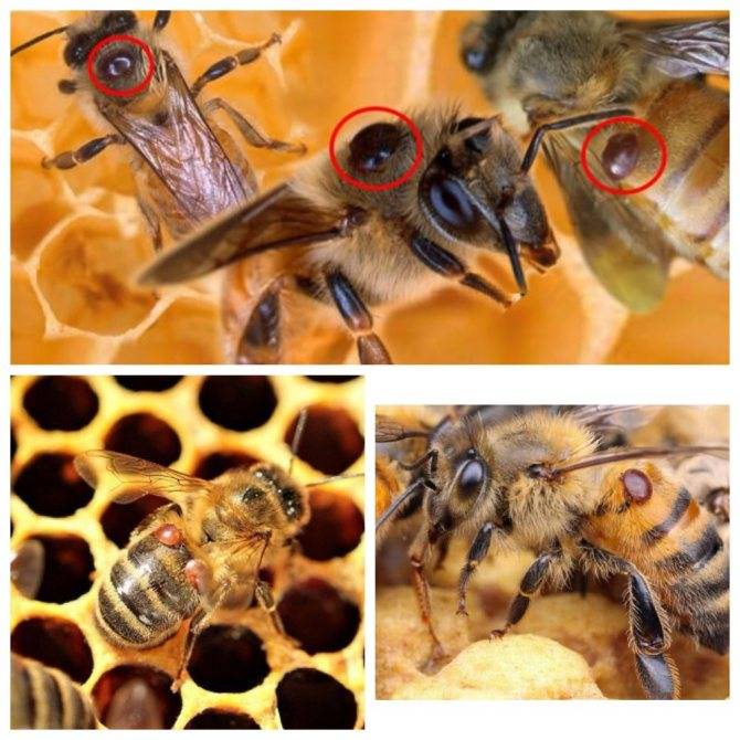 Болезнь пчел — акарапидоза: лечение, симптомы появления