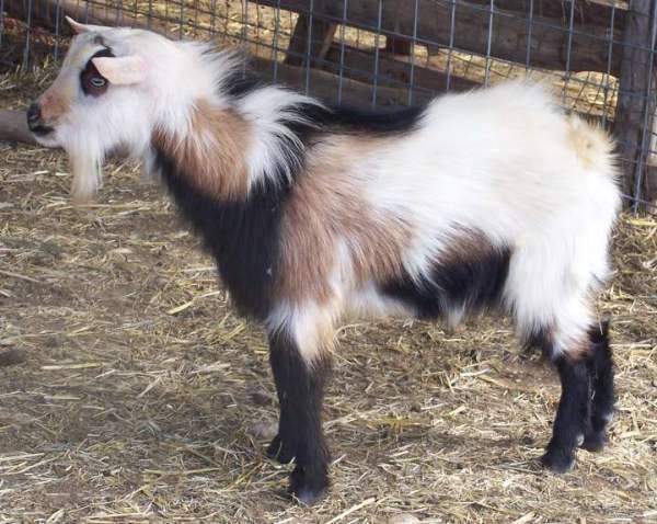 Камерунские карликовые козы - фото, отзывы о породе, содержание и разведение камерунская мини-коза — идеальный друг и кормилец. описание породы, содержание и уход
