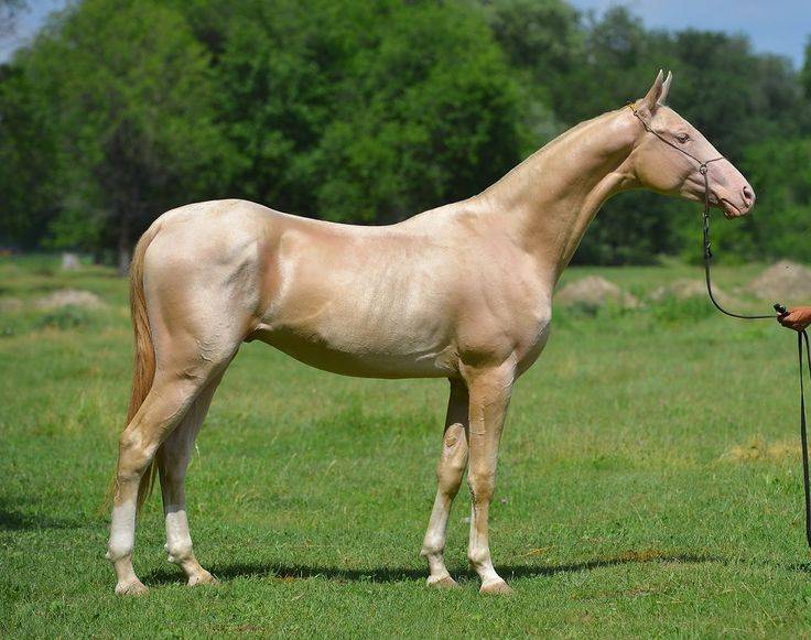Лошади изабелловой масти - самые красивые в мире