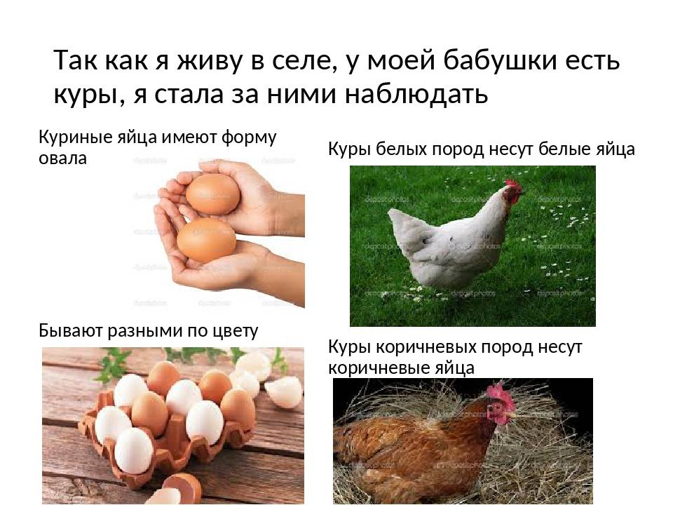 Можно ли курицу заставить высиживать яйца?
