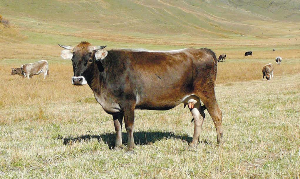 Швицкая бурая порода коров: характеристика, описание скота, плюсы и минусы нетели, быка - фото телят, молочная продуктивность крс швицко