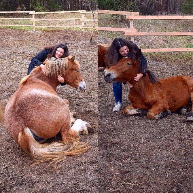 Беременность лошадей