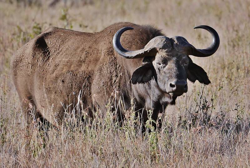 Буйвол - фото и виды животного, африканский и азиатский буйвол, где живет и факты