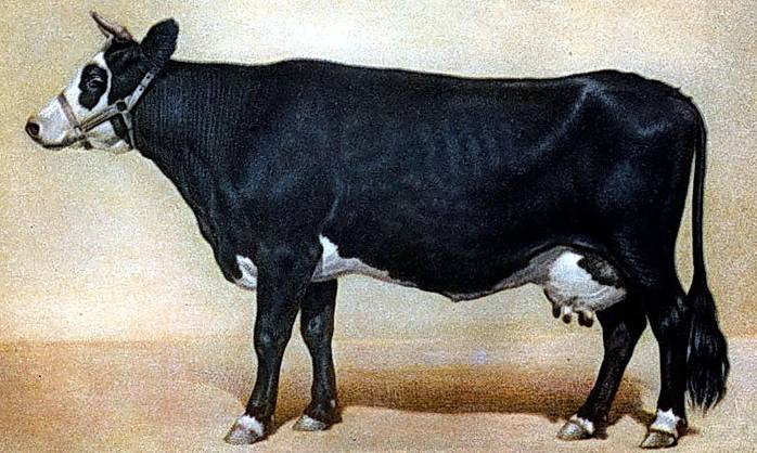 Ярославская порода коров: фото, описание, как выглядит