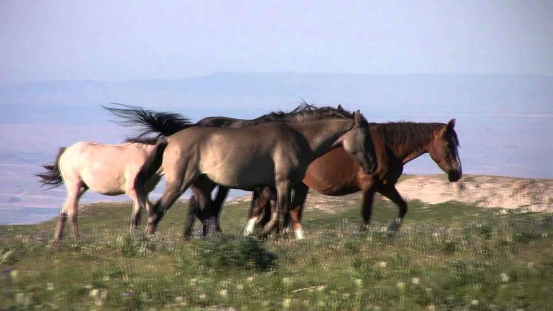 Гибриды лошадей с другими животными 2021