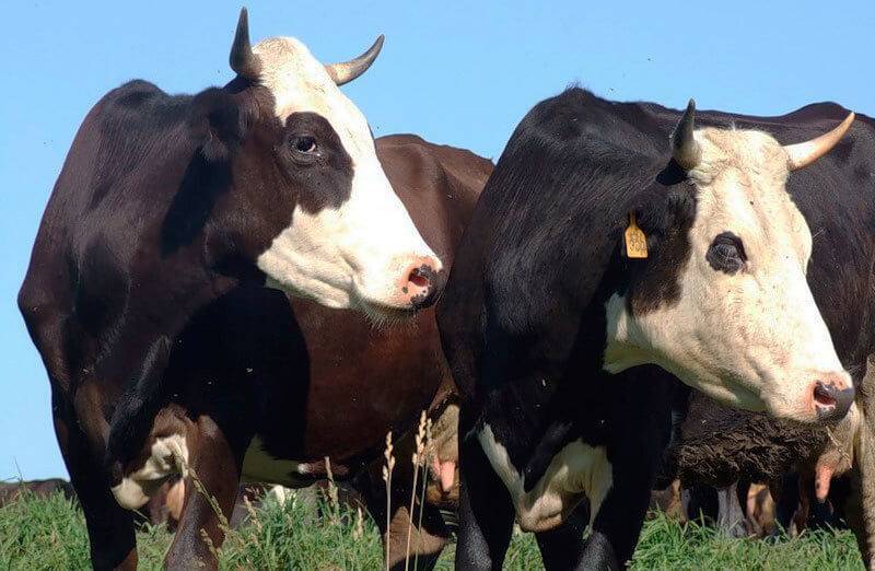 Ярославская порода коров: описание с фото, продуктивность, уход, содержание и разведение