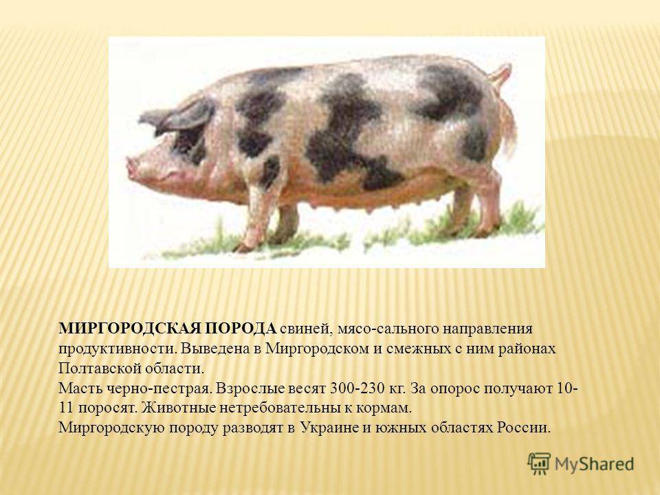 Сравнительная таблица по породам свиней — свиноводство