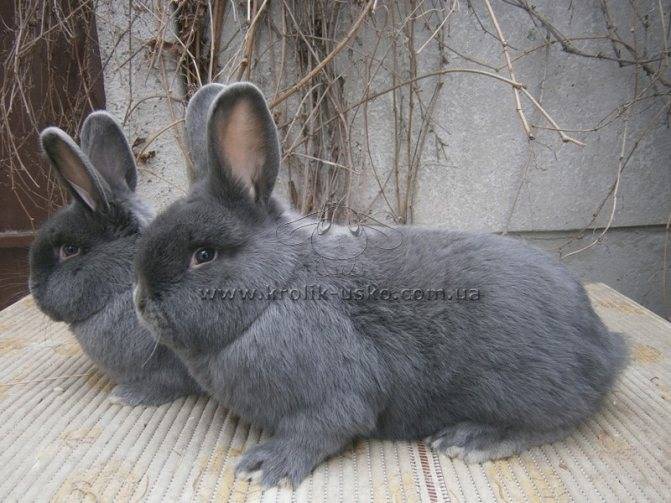 Венская голубая порода кроликов: красота и продуктивность