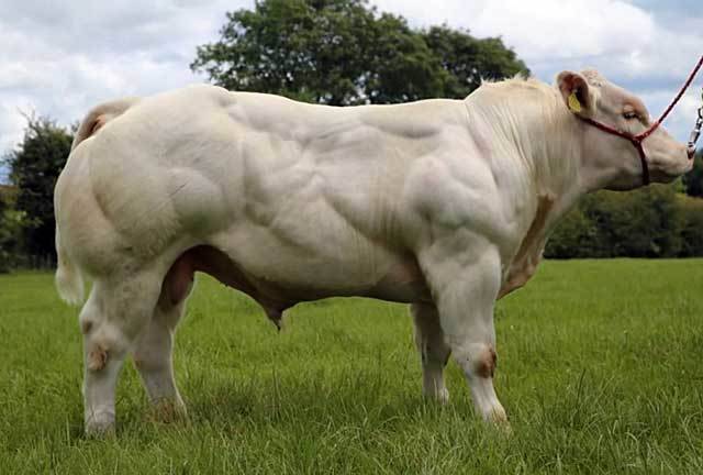 Бельгийская голубая порода коров: характеристика крс, содержание и разведение, уход