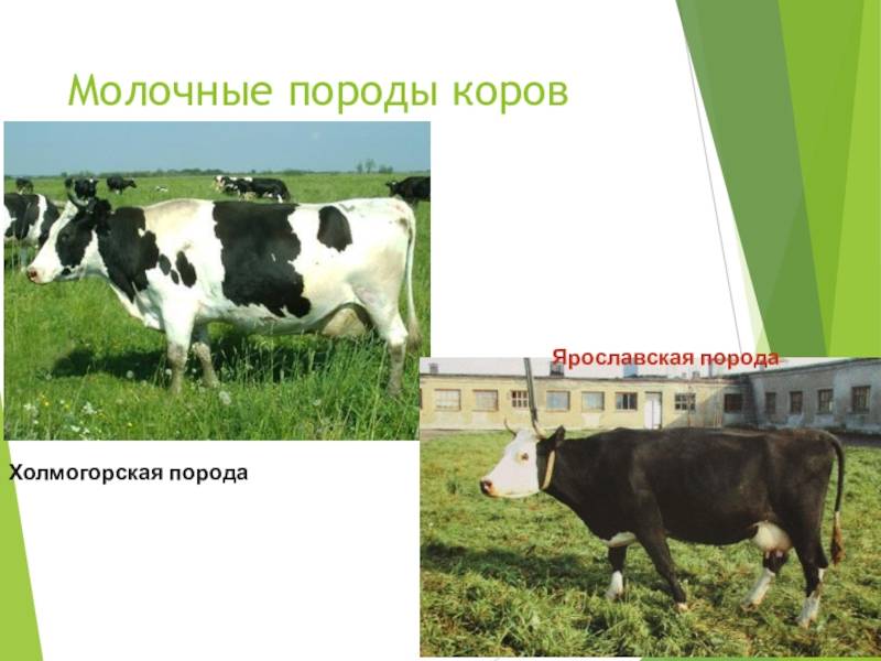 Описание коровы холмогорской породы: особенности содержания и ухода