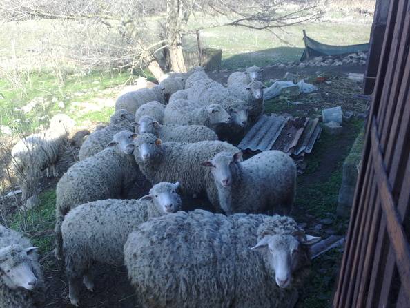 Основные правила кормления овец и баранов зимой: рекомендации по составлению рациона