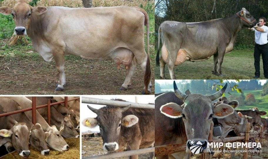 Швицкие коровы – древнейшая порода смешанного крс