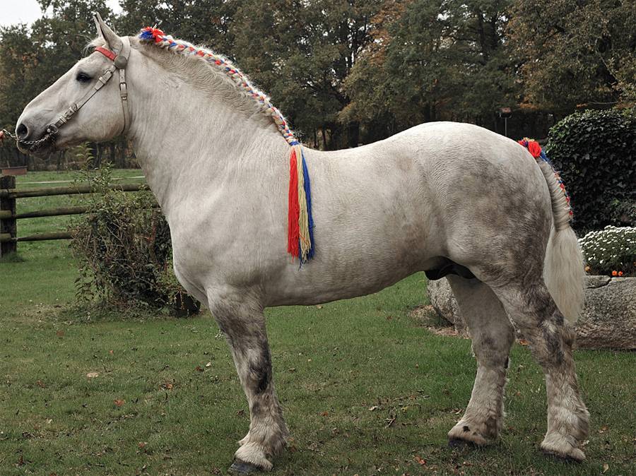 Порода лошадей Першерон: происхождение,  описание экстерьера