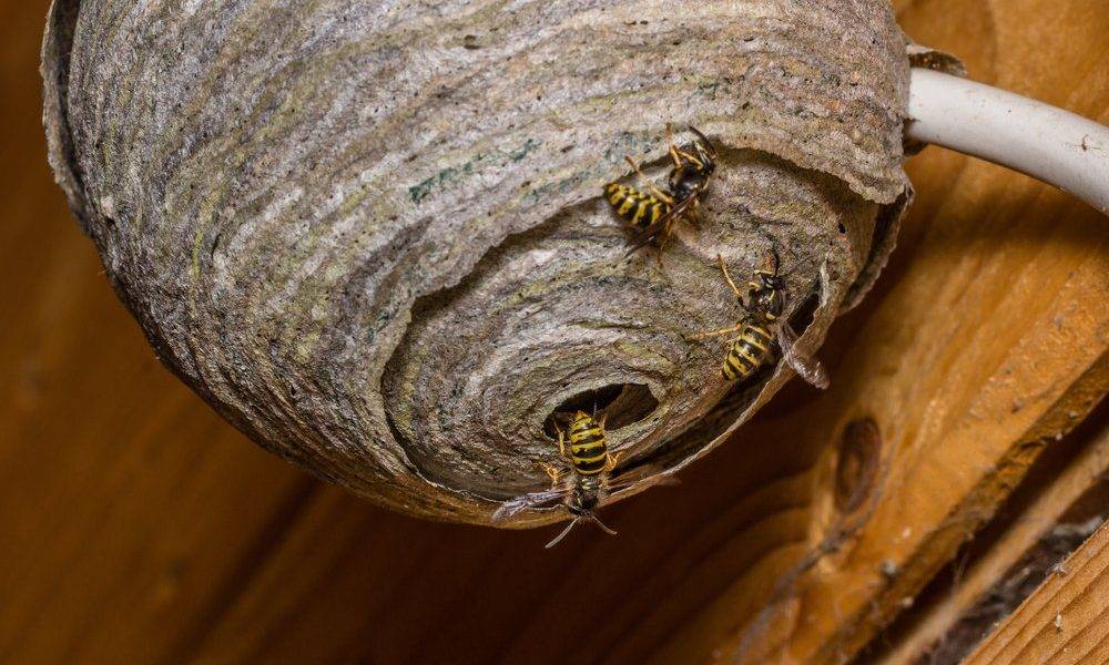 Как можно избавиться от диких пчел на участке?