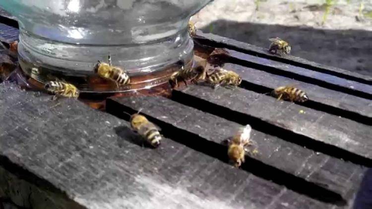 Изготовление поилок для пчел