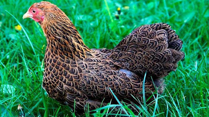 Птицы, адаптирующиеся к любым условиям — порода кур виандот