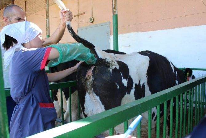 Искусственное осеменение коров, искусственное осеменение крс