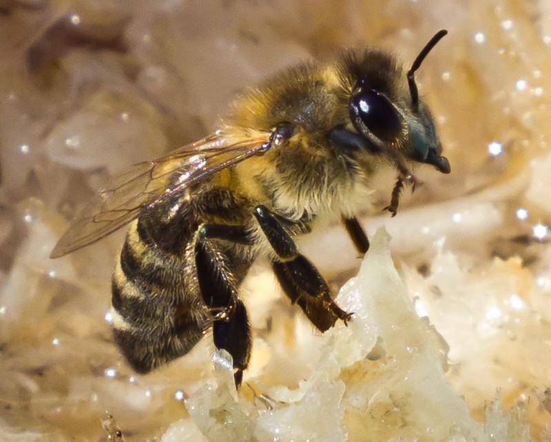 Породы пчел и отличительная характеристика разных видов пчел
