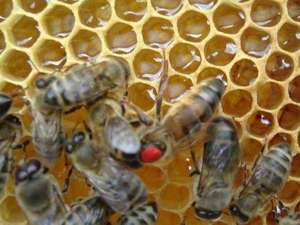 Пчелы карника характеристика породы и особенности разведения, отзывы пчеловодов