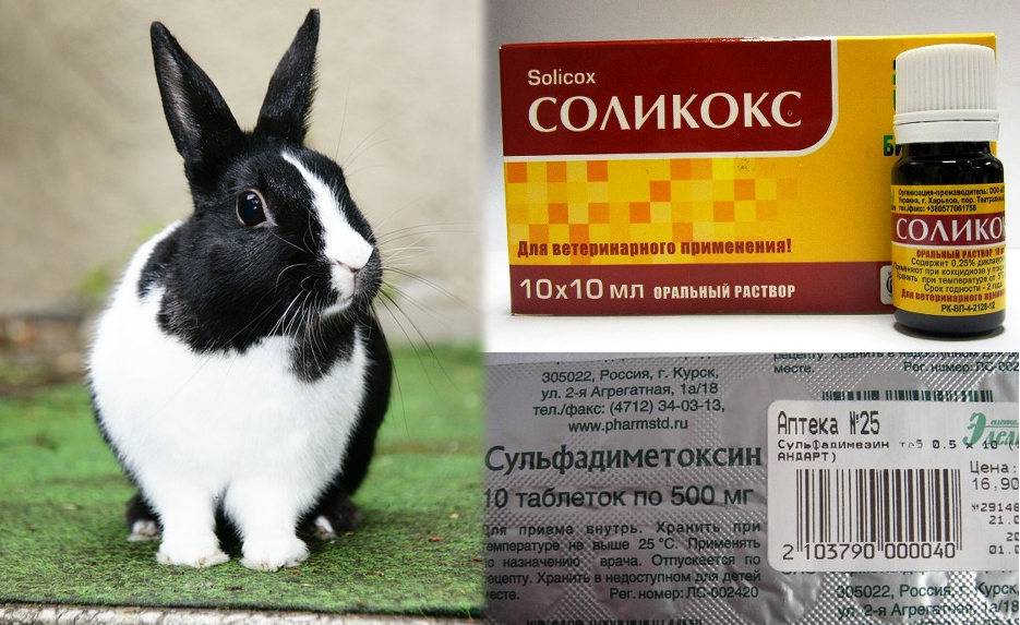 Кокцидиоз у кроликов: симптомы и лечение | «твой кролик»