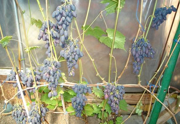 Сорт винограда кодрянка — описание сорта, фото, отзывы, видео