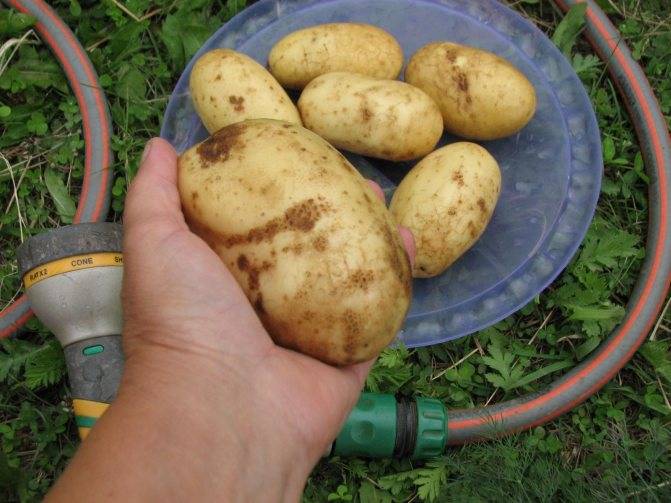 Картофель жуковский: описание сорта, выращивание и уход