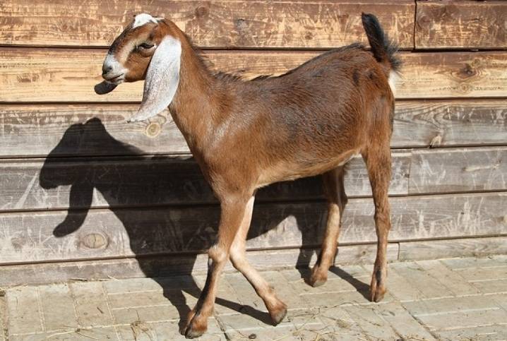 Нубийские козы: описание породы, фото, отзывы
