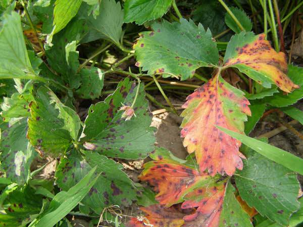 Листья клубники: почему желтеют, краснеют, чернеют, светлеют, ягоды желтеют, чернеют, лечение, профилактика