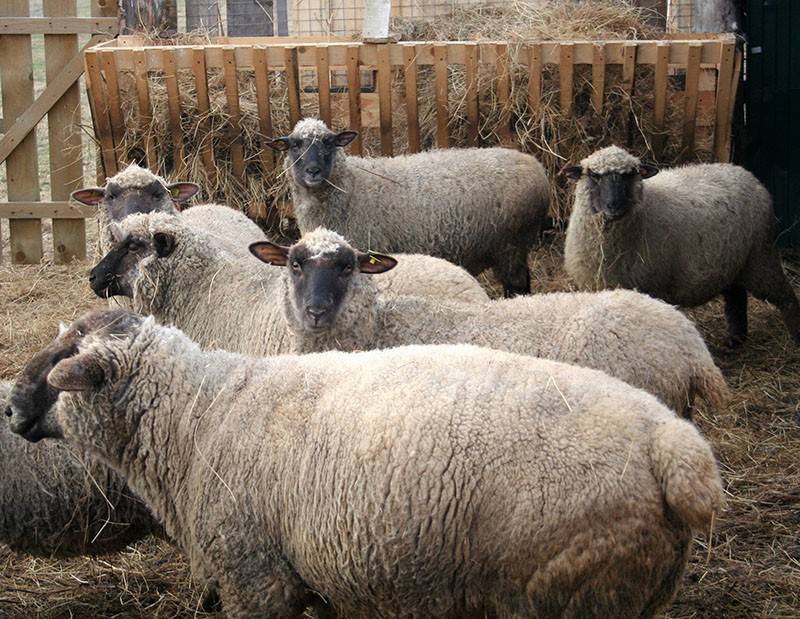 Описание и характеристика овец куйбышевской породы, правила содержания