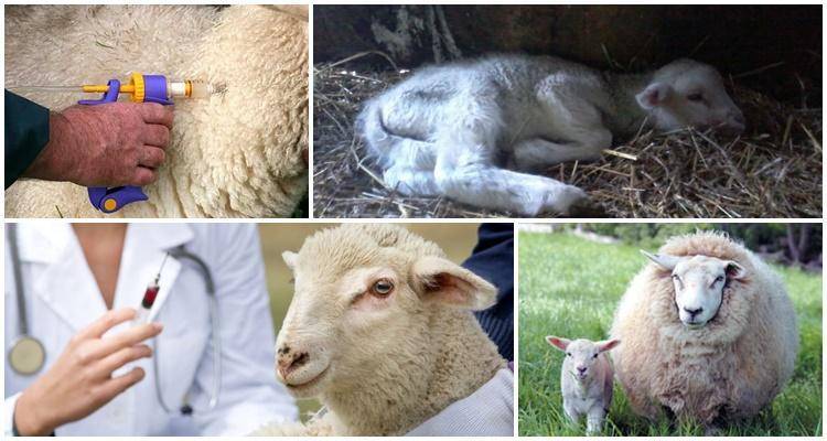Эстроз овец: лечение, симптомы, профилактика