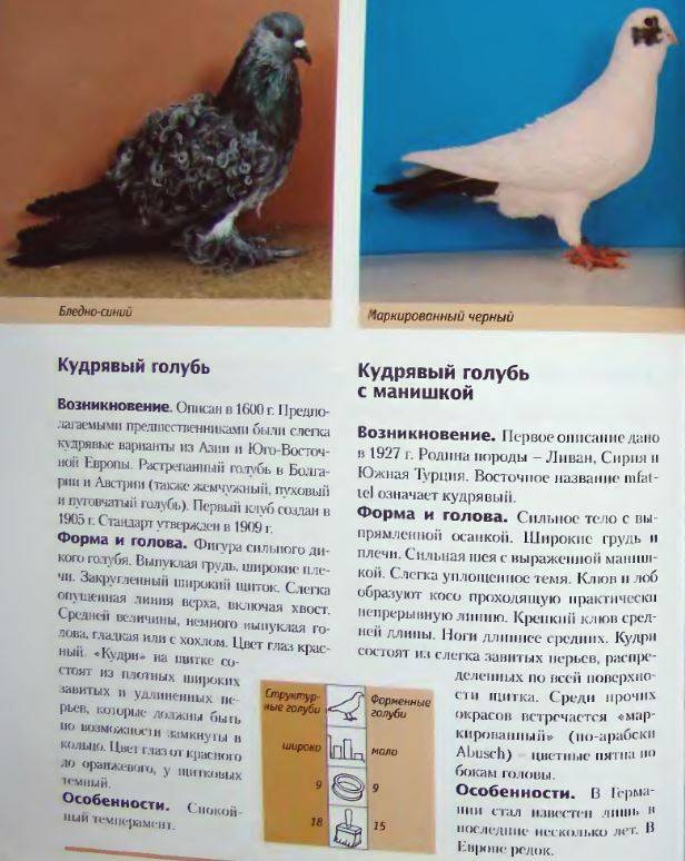 Птица голубь - описание, виды, уход и содержание, разведение