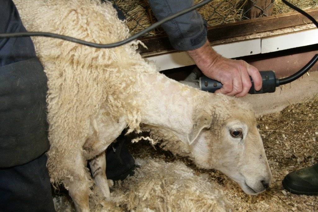 Стрижка баранов и овец: способы, как правильно, сколько раз в году, в каком месяце срезать шерсть
