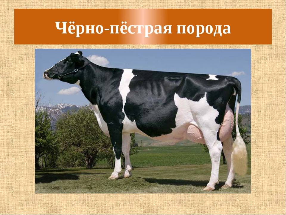 Голландская порода коров: описание, фото, уход, продуктивность, содержание и кормление