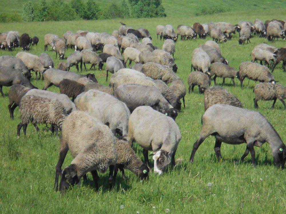 Романовские овцы: характеристика и описание породы, фото