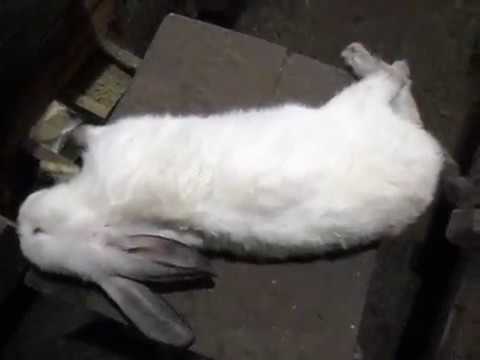 Вздутие живота у кроликов: симптомы, причина и лечение, видео, личный опыт