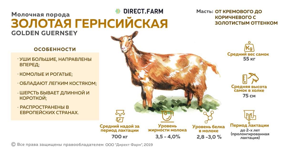 Характеристики продуктивности и описание Нубийской породы коз