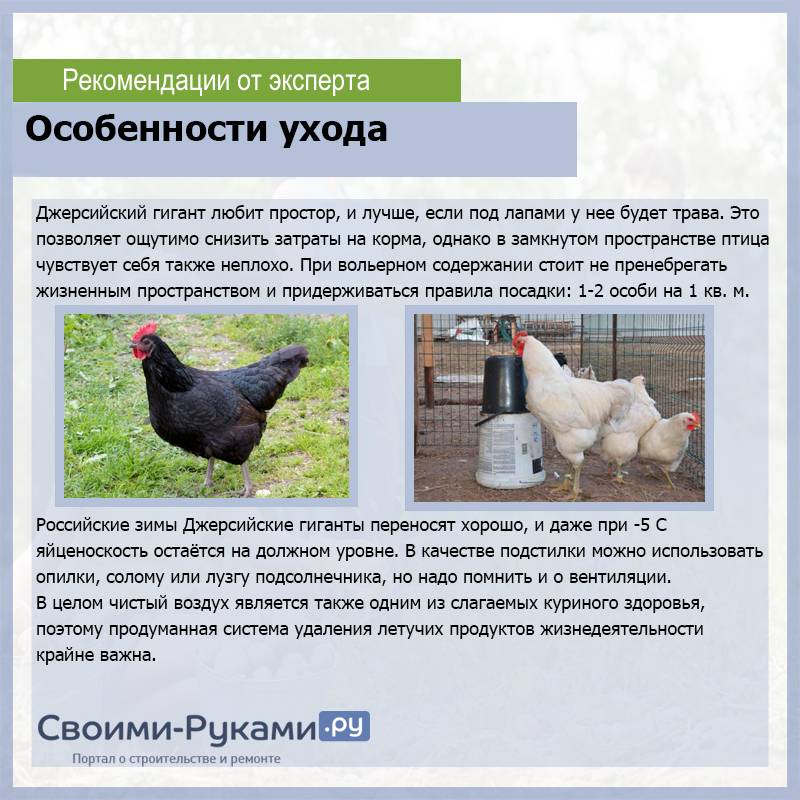 Русская белая порода кур: описание и характеристика продуктивности