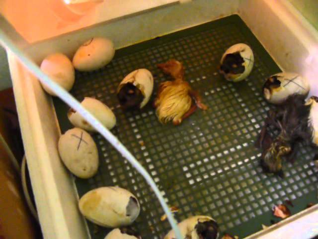Инкубация гусиных яиц в домашних условиях:, температурные режимы для инкубатора selo.guru — интернет портал о сельском хозяйстве