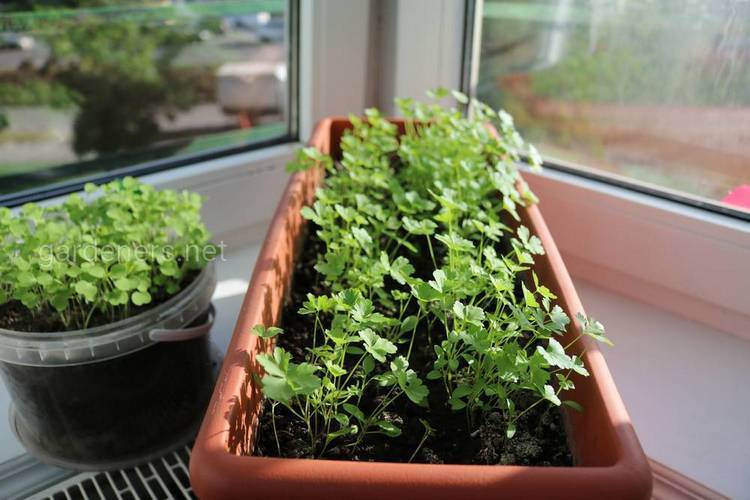 Выращиваем зелень на подоконнике — простое и полезное хобби