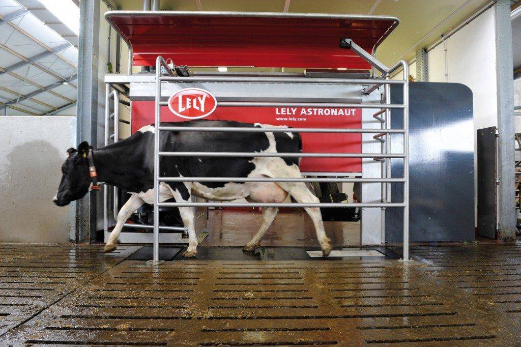 Кормление коров – не все так просто — agroxxi