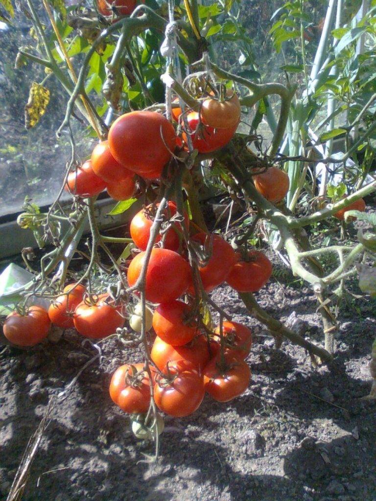 Особенности посадки и выращивания томата интуиция: советы огородников