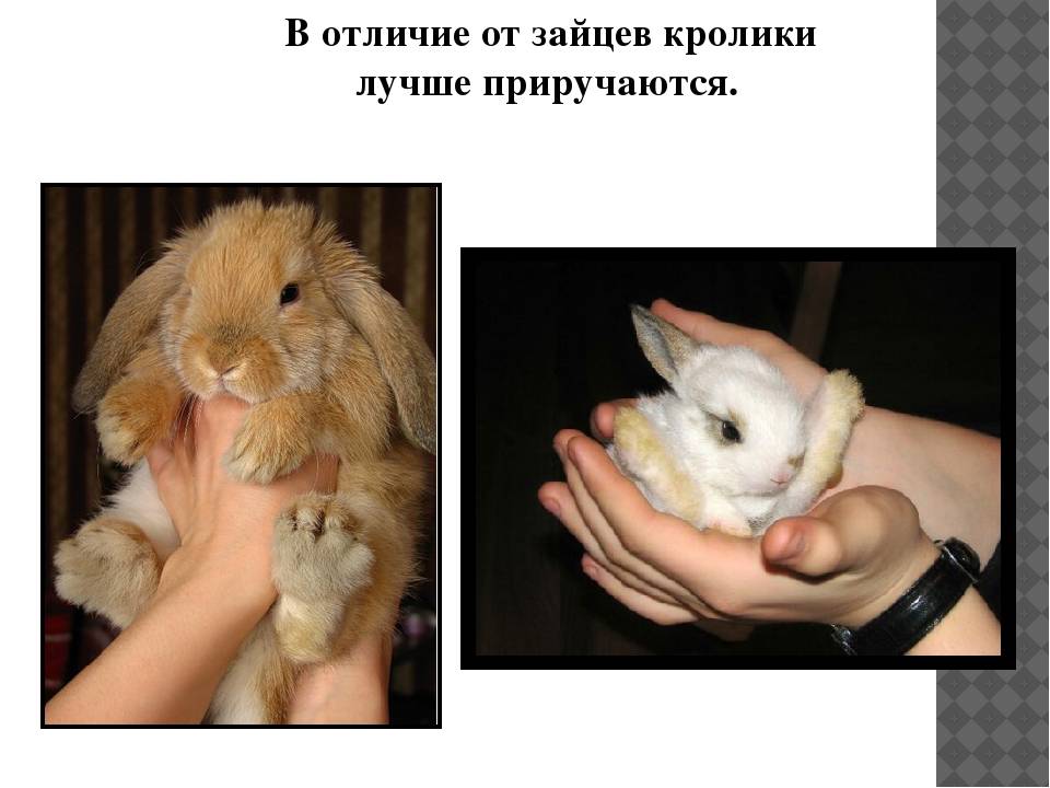 Кролики и зайцы: общее и чем они отличаются