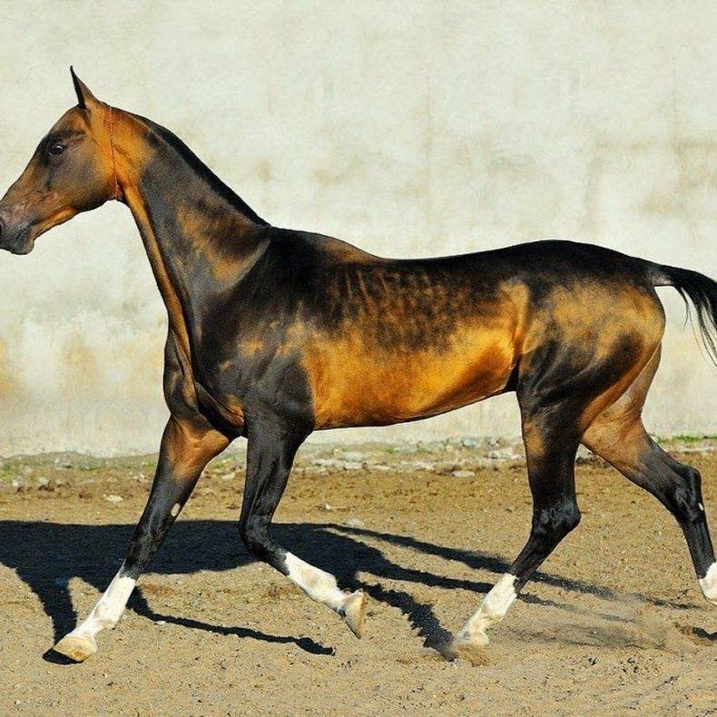 Кто такие ахалтекинские лошади: характер и особенности ухода, происхождение породы, скакун аргамак