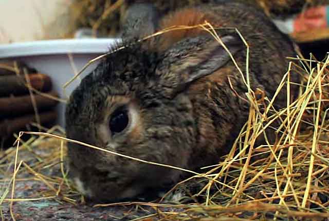 Сено для кролика: ценность корма, норма потребления, заготовка и хранение
