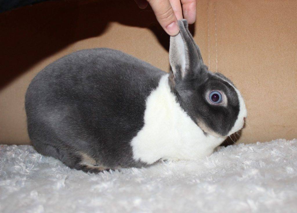 Кролики рекс - элитная порода кроликов - характеристики породы с фото, разведение