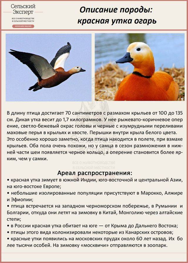 Утка огарь: описание, интересные факты. где водится красная утка огарь? :: syl.ru