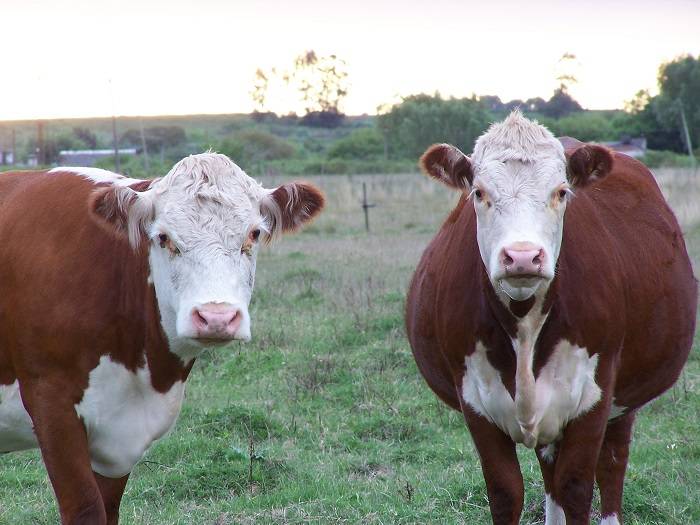 Герефордская порода коров: особенности содержания, питания и разведения. мясная герефордская порода коров: характеристика