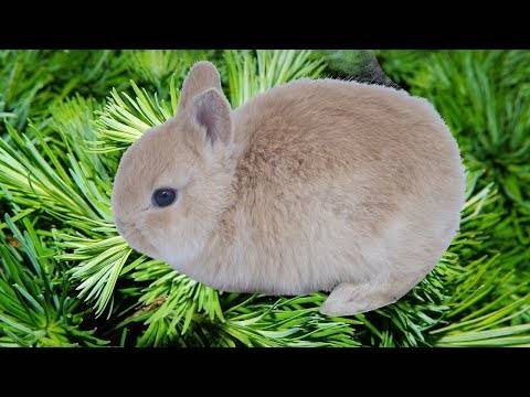 Какие ветки деревьев можно давать кроликам: веточный корм